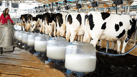 Cow Milk Production Complete Guide - Agric4Profits