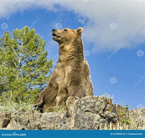 Grizzly Bear. Sitting on Ridge Stock Photo - Image of grizzly, ursus: 223830316