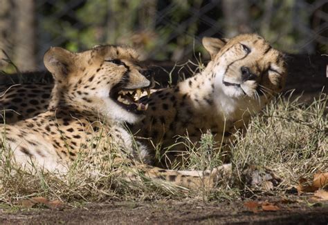 Sacramento Zoo (@SacramentoZoo) / Twitter