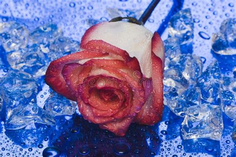 Ice With Rose On Blue Background Stock Image - Image of drink, frozen: 4642975