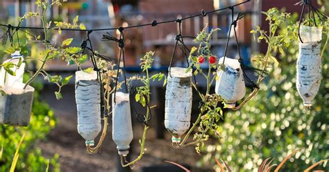 How to Make a Plastic Bottle Garden for Sustainable Gardening