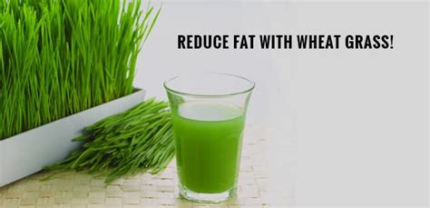 Wheatgrass Juice Health Benefits | Wheatgrass Weight Loss Powder