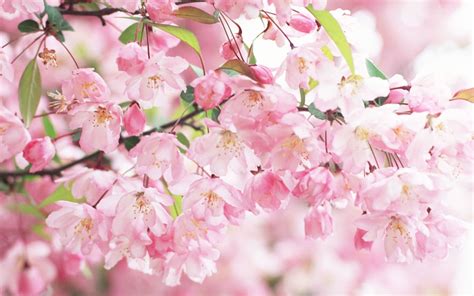 🔥 [40+] Cherry Blossom Pictures Wallpapers | WallpaperSafari