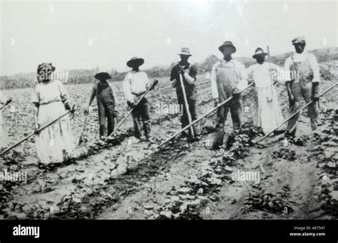 Cotton Plantations Slavery