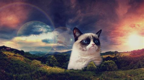 Grumpy Cat Wallpapers - Wallpaper Cave