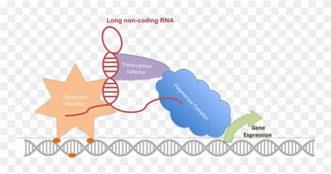 Download Long Non Coding Rnas Associated With Therapy Response Clipart (#2385923) - PinClipart