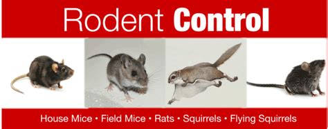 How to Get Rid of Mice For Effective Mice Pest Control - E & M Pest ...