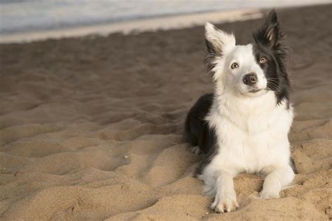 Border Collie Names | Popular Male and Female Names | Wag!