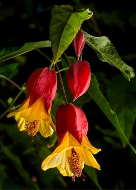 Abutilon - tips and guidance for the best possible care. Avoid windy spots!