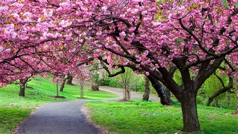 Cherry Blossom Tree Wallpaper 04 - [3840x2160]