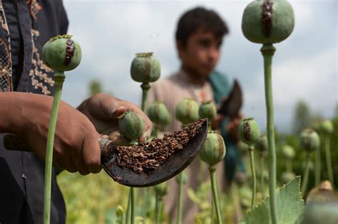 Why the only winner of America’s war in Afghanistan is opium