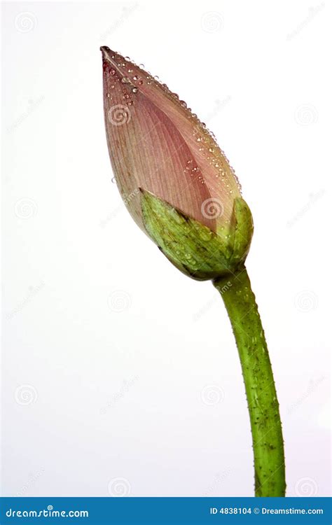 Lotus bud stock photo. Image of east, effloresce, botanical - 4838104