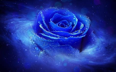 Attractive Ice Blue Blue Rose, Dark Blue Rose Abstract HD wallpaper | Pxfuel