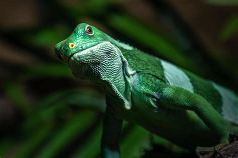 Fiji banded iguana 2441057 Stock Photo at Vecteezy