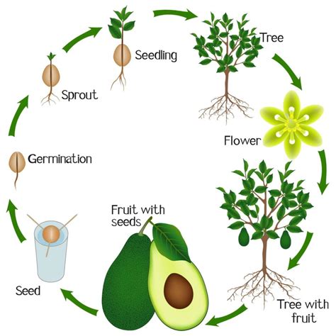 Avocado Tree - Growth Cycle | Arbor Operations