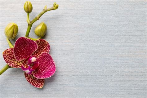 Orchid background. Stock Photo by ©gitusik 47886249