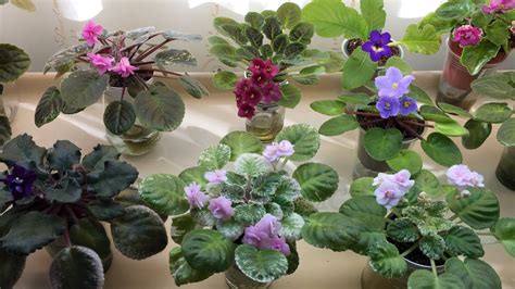 AFRICAN VIOLETS - Blooming in November 2020 - Part I - Standards - YouTube