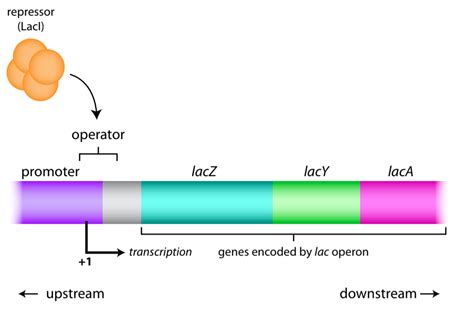 Lac Operon- Gene Regulation in Bacteria - Rethink Biology Notes