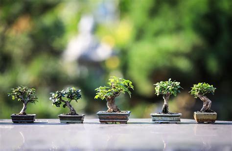 Bonsai Tree – A Traditional Japanese Art Form