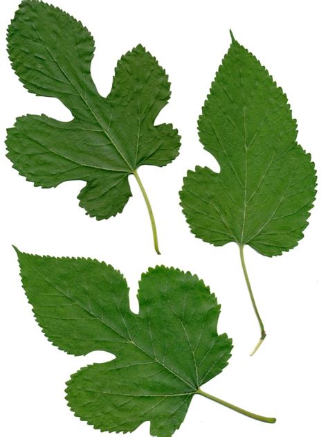 Mulberry Tree Leaves | Mulberry tree, Mulberry leaf, Mulberry fruit