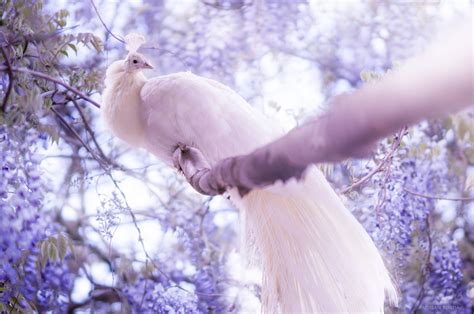 White Peacock Wallpaper,HD Birds Wallpapers,4k Wallpapers,Images ...