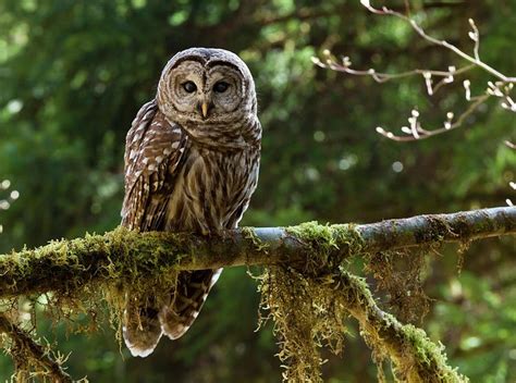 Barred Owl – Facts, Size, Sounds, Habitat, Pictures