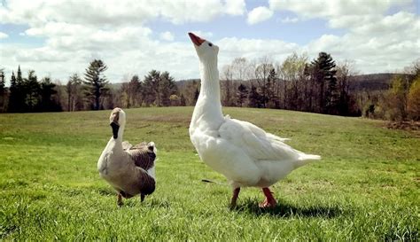 7 Goose Breeds to Consider for Your Farm – Hobby Farms