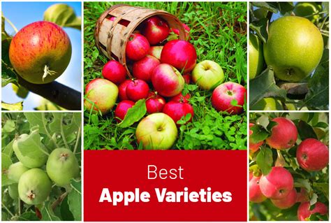 Different Types of Apple Tree Varieties and Popular Species - EmbraceGardening