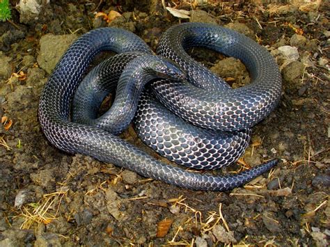 Black Milk Snake Facts and Pictures | Reptile Fact