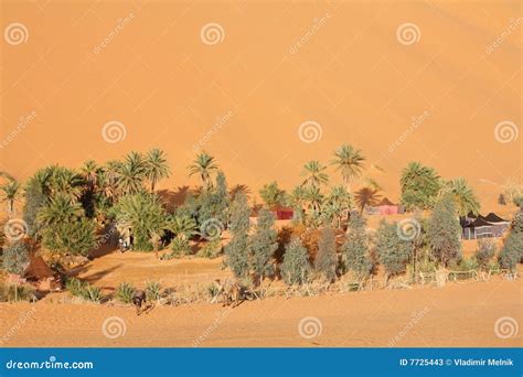 An Oasis In The Sahara Desert. Royalty-Free Stock Photo | CartoonDealer.com #79676973