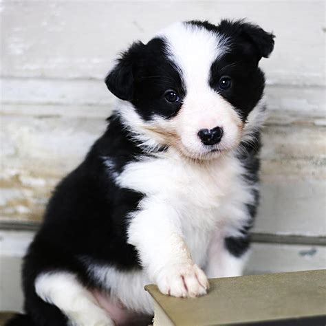 Border Collie Puppies For Sale | Pennsylvania Avenue, NY #233356