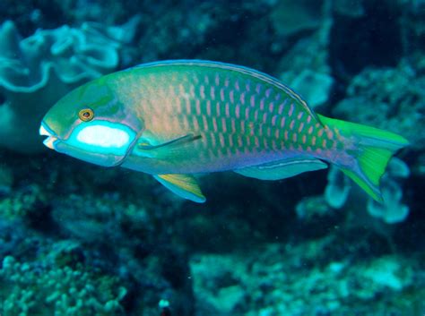 Bleeker's Parrotfish - Chlorurus bleekeri - Fiji - Photo 1 - Tropical Pacific Reefs