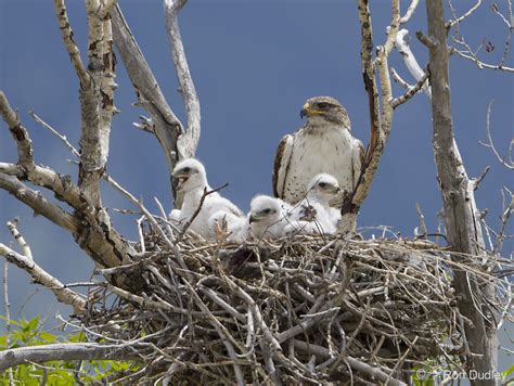 Gallery For > Ferruginous Hawk Nest