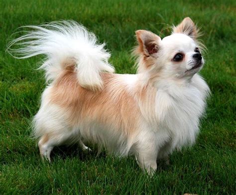 Information About Long Hair Chihuahua Breed | Pets Nurturing