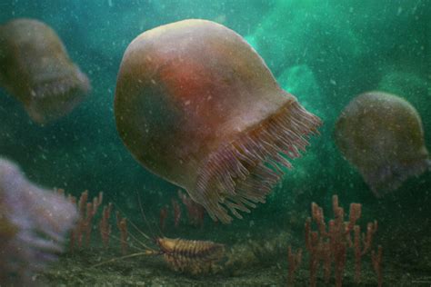 Record-Old Jellyfish Fossils - Techzle