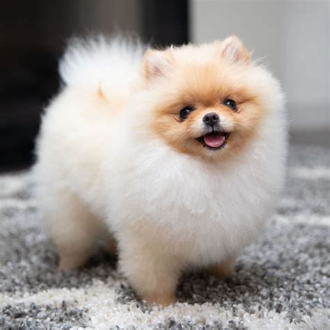 41++ Pomeranian puppy information