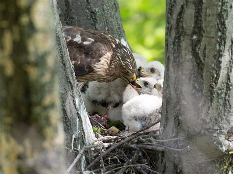 Cooper's Hawk Nesting (All You Need To Know) | Birdfact