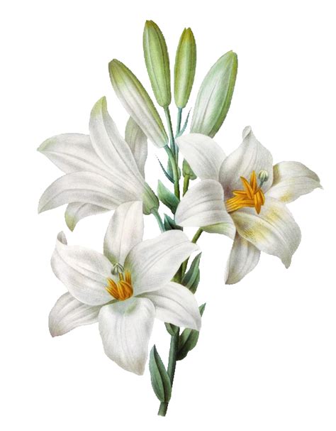 Flower Painting Watercolor Madonna Lily Easter Transparent HQ PNG Download | FreePNGImg