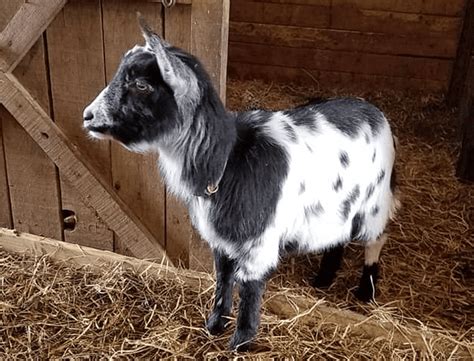 Alpine Goat ~ Milk, Meat, and More for Your Homestead - Rural Living Today