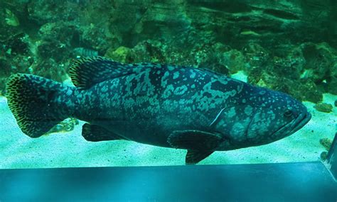 Giant grouper (Epinephelus lanceolatus), 2020-09-03 - ZooChat