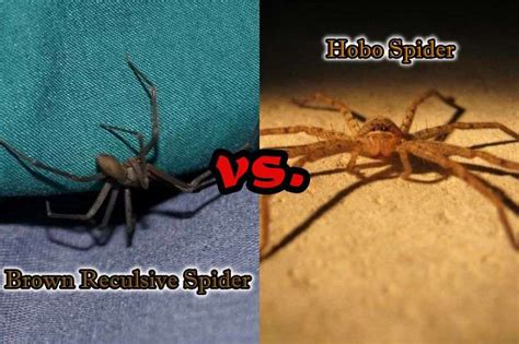 Brown Recluse vs Hobo Spider: Six Major Differences