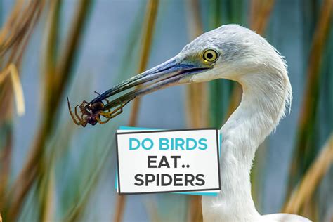 Do Birds Eat Spiders? [Everything You Need to Know] - Birdwatching Buzz