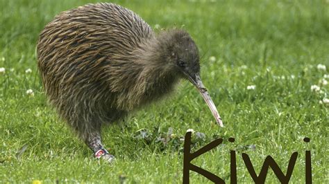 Kiwi Bird Pictures | Bruin Blog