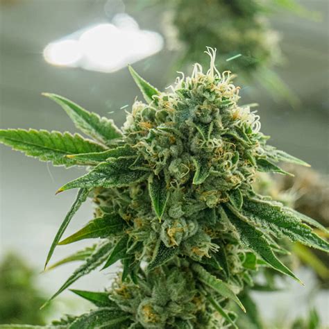 Best Cannabis Indica Strains - Our Cultivars - THC Design