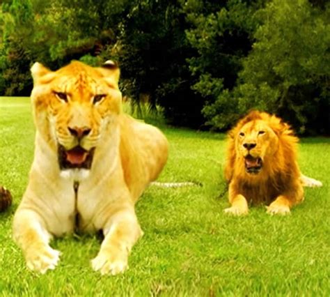 Liger vs Lion