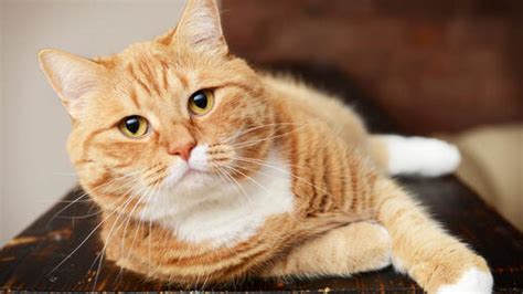 10 Yellow Cats with Bright & Stunning Looks | Purina