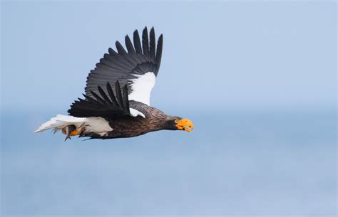 Exotic Winter Birds In Flight - Blain Harasymiw Photography