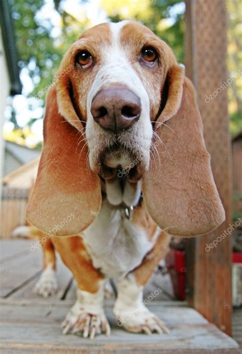 Lustiger Basset-Hund - Stockfotografie: lizenzfreie Fotos © graphicphoto 53609375 | Depositphotos