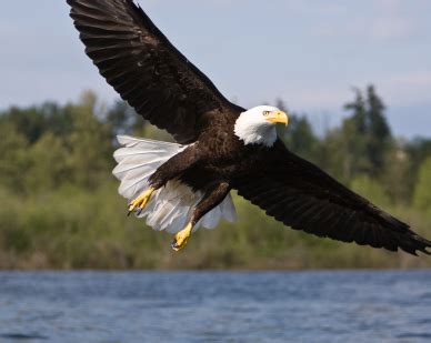 Bald Eagle Facts for Kids | North American Birds