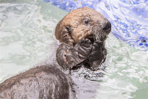 Baby sea otter rescued by California aquarium